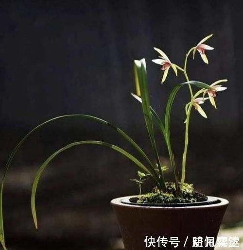 芦头|兰花总是不长新根,发出来的小苗也不长,怎么办?