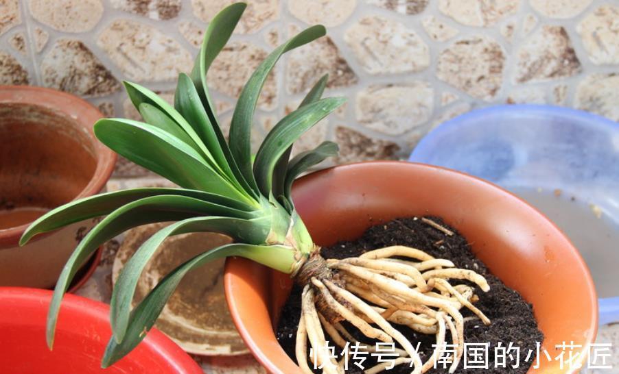 秋天给君子兰换盆,掌握3个要点,不烂根服盆快,开花越来越多