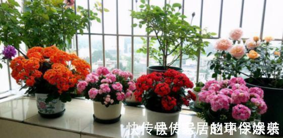 茶花|十月不知养啥花？看看这六种，好养又漂亮，可以放心入手