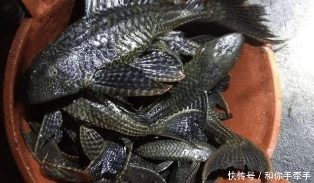 中国|印度人吃到快灭绝的动物,中国吃货见后称这吃了不会生病