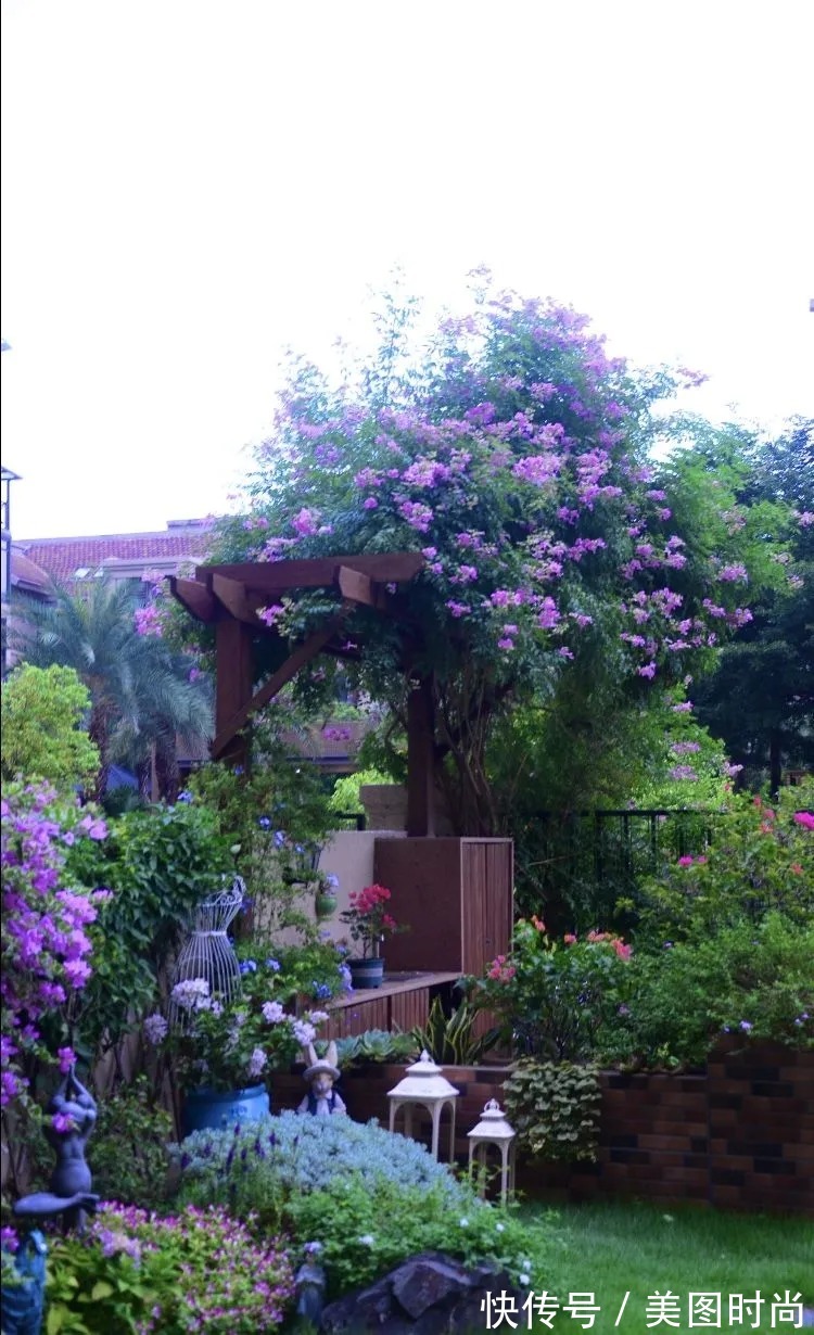 三角梅|120㎡别墅花园改造,经过三年的努力,小院从荒地到花开满园