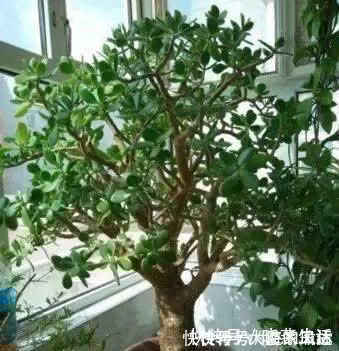 叶片|养花不如“养树”,这3种最合适,养人、旺财、吸甲醇,值!