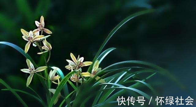 兰花常常养出“馒头堆”,这种造型好处多,预防病虫,花苞冒得多