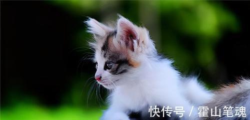 吴承恩@《西游记》中很多动物成精,唯独这1种从未出现,吴承恩不敢写