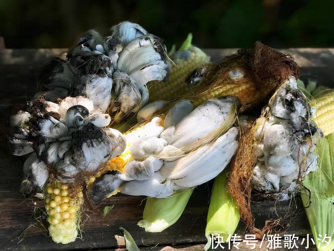 以为是青蛙!他打开玉米惊见“黑色物体”,内行网友:是“松露”