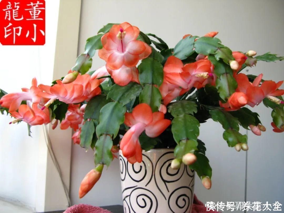 冬天好养的花，皮实不娇气，颜值高上档次，咋养都开花