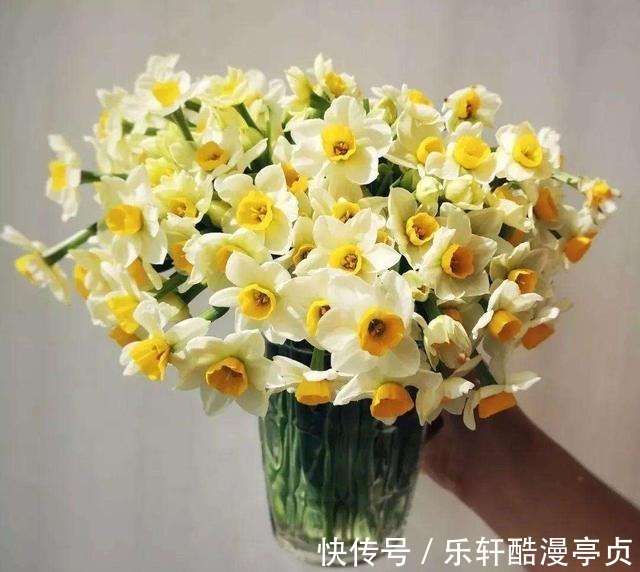 5种 鲜切花 不用土壤 插入水里就能活 过年开满花喜气洋洋 粉紫色 5种 鲜切花 不用土壤 插入水里就能活 过年开满花喜气洋洋 粉紫色