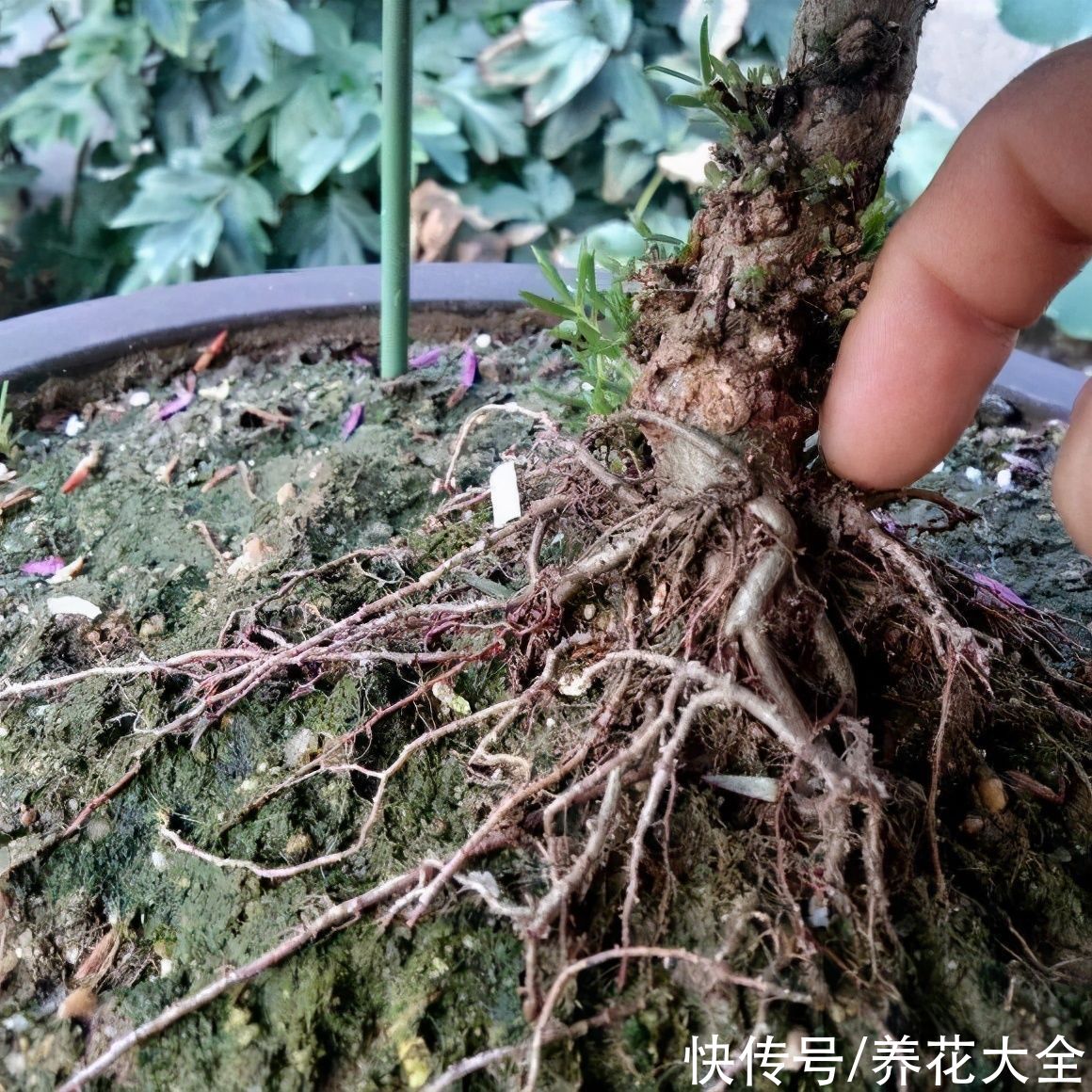 马齿苋花|山东马齿苋老桩，年年开花像小树，网友直呼：假的吧