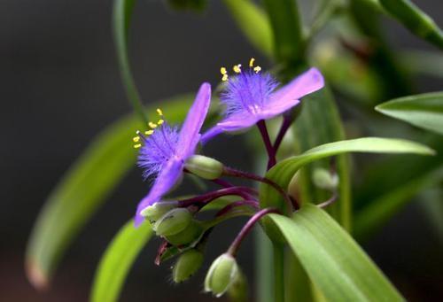 蓝雪花|喜欢养花,推荐你种这4款,耐寒又耐热,夏天开出一片花海