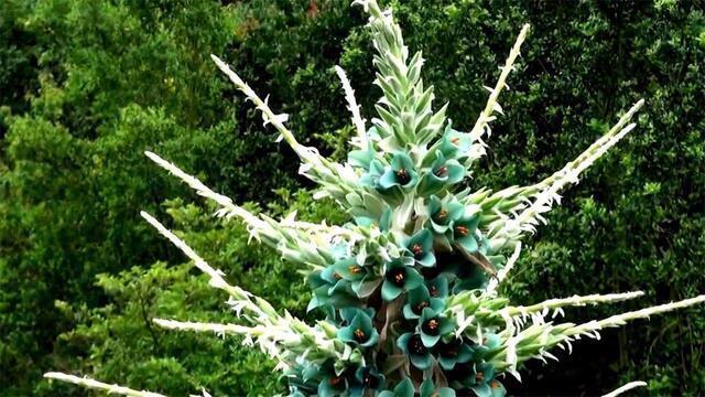 让人胆寒的恐怖植物,花朵上有剃刀状的长刺,特别容易自燃