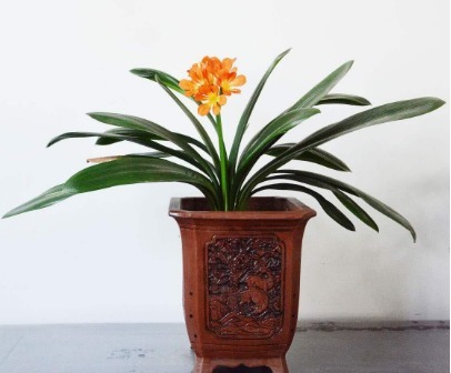 君子兰快死了别着急,小药片有大作用,用上一片轻松解决难题!