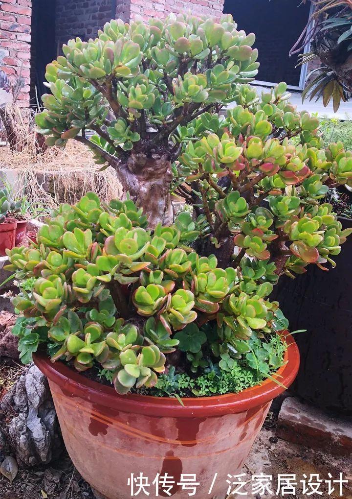 玉树太难看？干脆利落剪几刀，玉树临风的老桩子，能活几十年