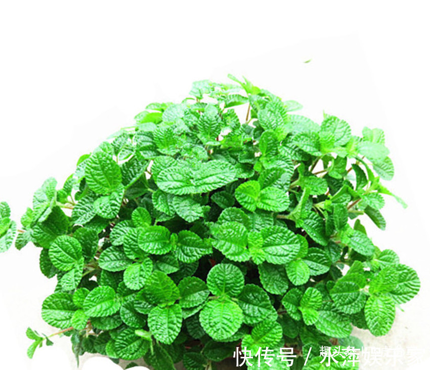 山丹|家里有老人和小孩就养五种花,老人延年益寿,小孩更健康