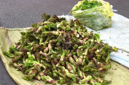  过去是农民救命粮，如今成了高档野菜，人称“虎阳刺”