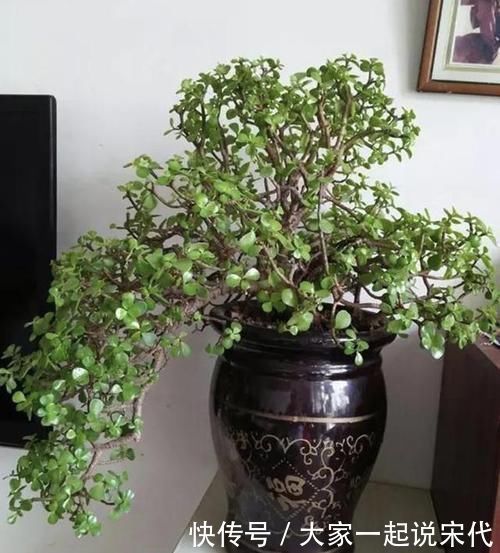 观赏价值|张大爷不喜欢绿萝,家里就养“它”,摆客厅显得“高档”,值钱