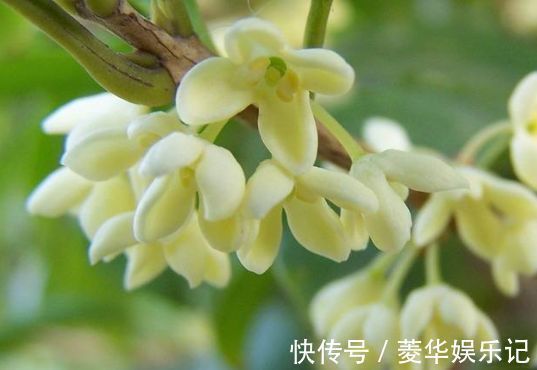 氟化氢|春节过后养几款艳丽的花卉,花开芳香四溢,养家里赏心悦目