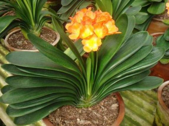 大姨养君子兰,天热挖坑埋点''它'',自带果香,侧芽蹭蹭窜