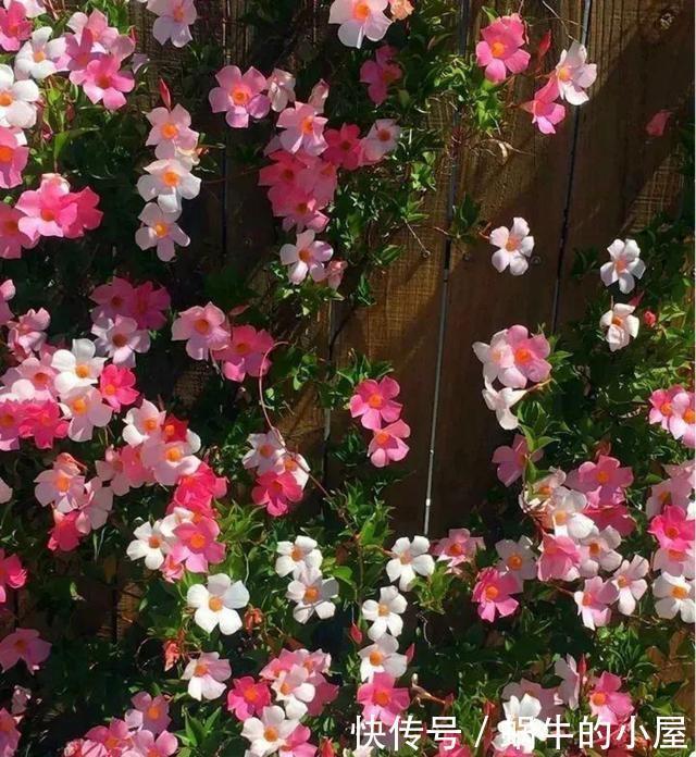 9种花不用花钱买,掐根枝条插土里,2周即可生根,好养易成活