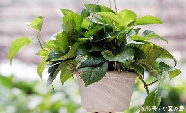 五种花|五种花就要勤修剪，越剪开花越多、越茂盛，要不花量少又难看