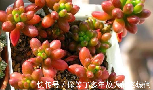 喜欢三角梅，不如养盆“精品”柠檬黄三角梅，金光灿灿，开花爆盆