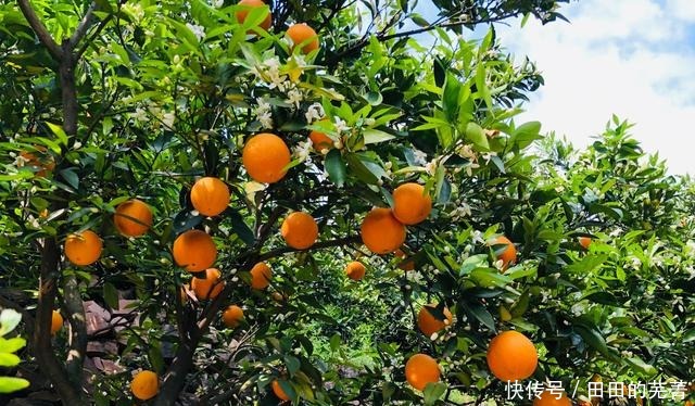 消暑|夏天,这些碱性水果要常吃,再贵也要舍得吃,营养好吃又消暑!