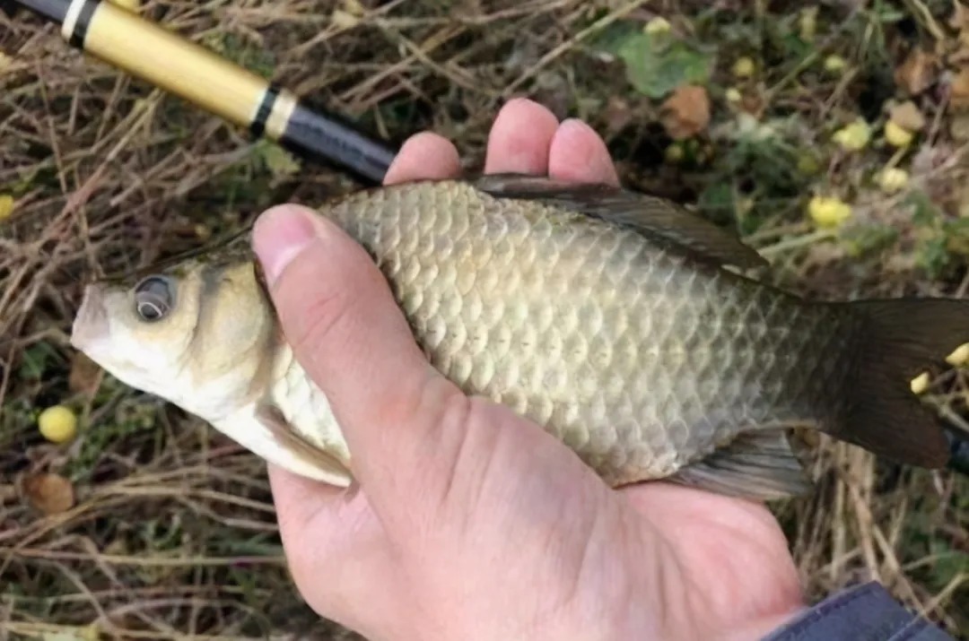 打完窝后，半天都没鱼咬钩？二十年老司机道破真相，后悔才晓得