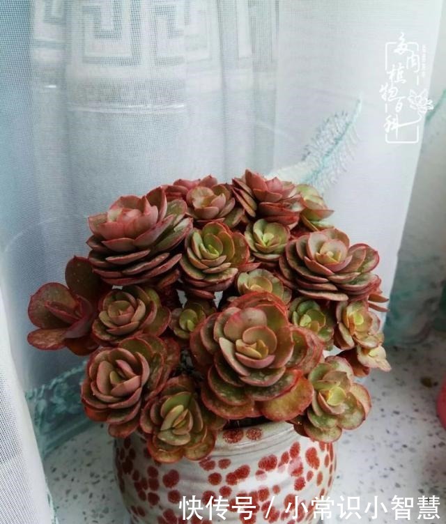 我是多肉飘窗党,我来晚了!我是多肉飘窗党,我来晚了!