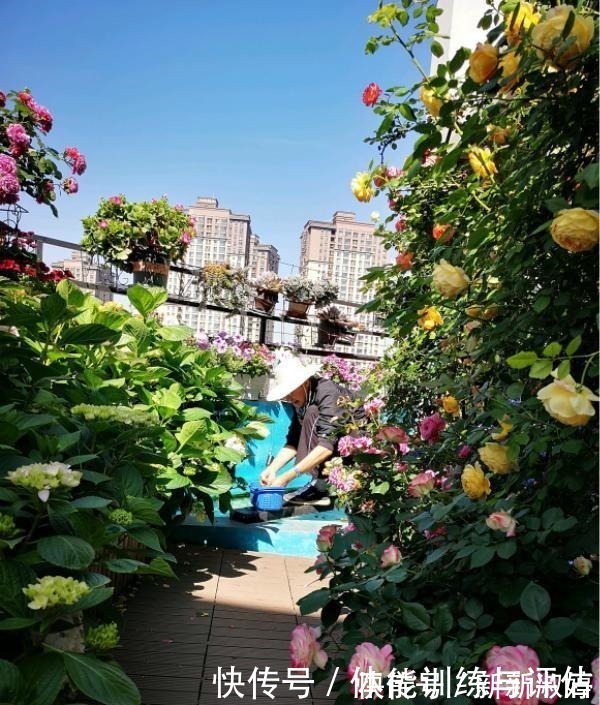 奥斯汀|他痴迷养花，露台养了100多盆花，盆盆美爆，惊艳全小区！