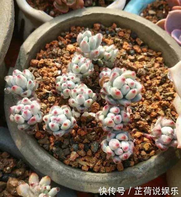 煤渣|什么腐叶土、营养土,比不上“一窝煤”,养花不烂根,易爆盆!