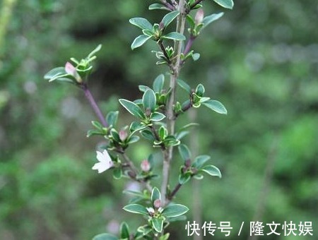 植株|农村人称“白马骨”的野草，全身是宝，对风湿有良效，被广泛种植