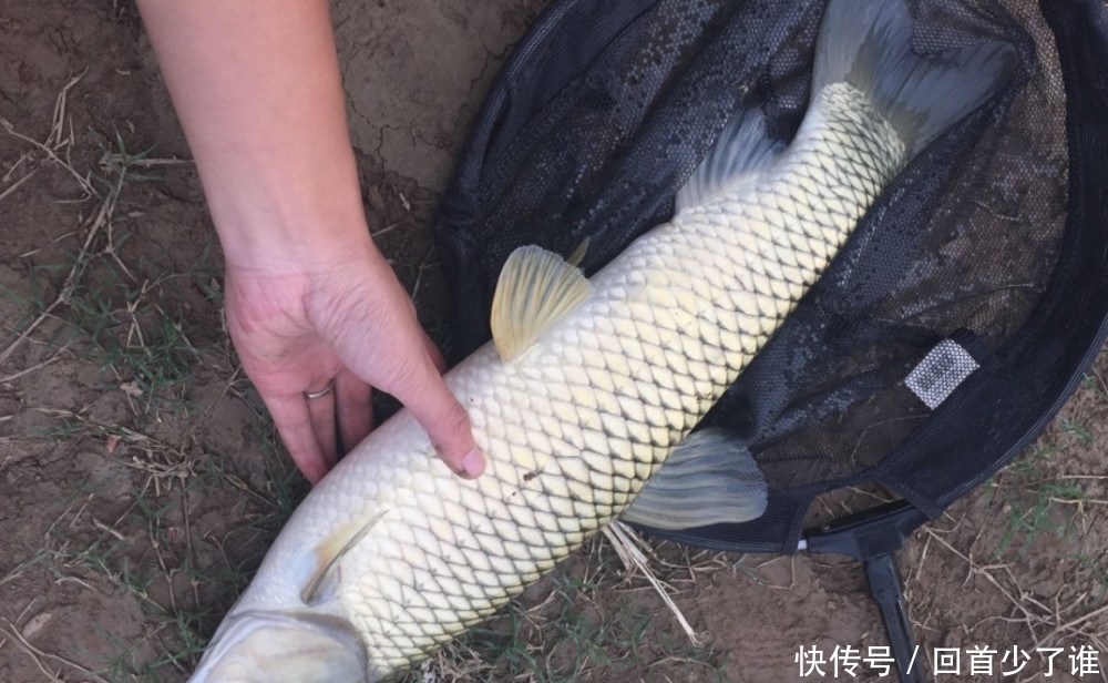 这两种钓法专门钓草鱼,不怎么费力,草鱼很容易就上钩了