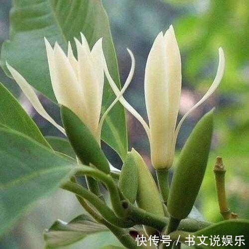 此花适合养“客厅”，耐旱好活、开花多，关键净化空气