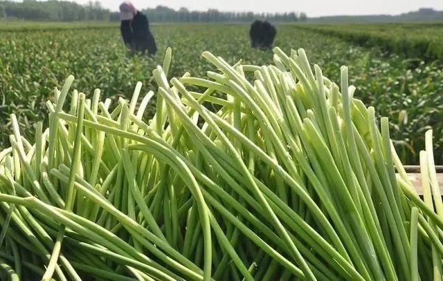 6种蔬菜,也许含有细菌和寄生虫,趁早撤离饭桌!你是否也爱吃?