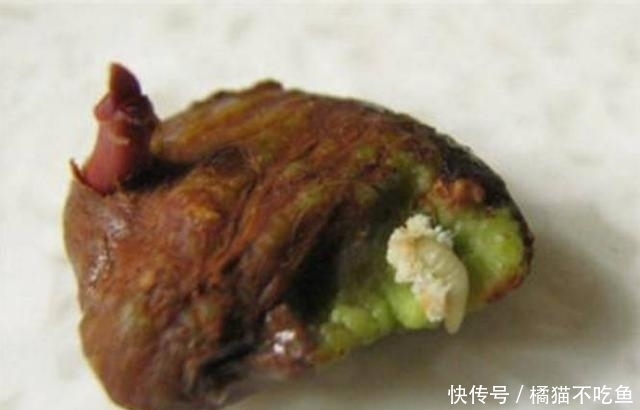 这3种水果那么贵,吃完籽别扔,丢水里泡7天,一个月盆栽大变样