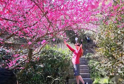 中年|黄山风景区：花谷山花正烂漫 踏青赏花正当时