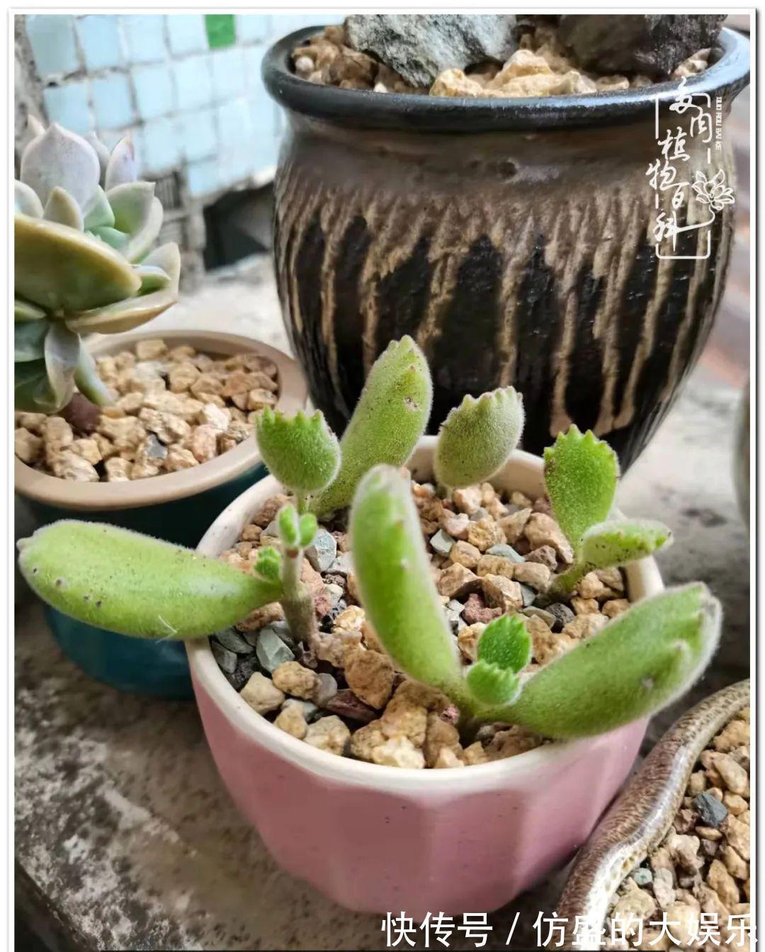 养多肉,慢慢来,我们一起沉淀再绽放!
