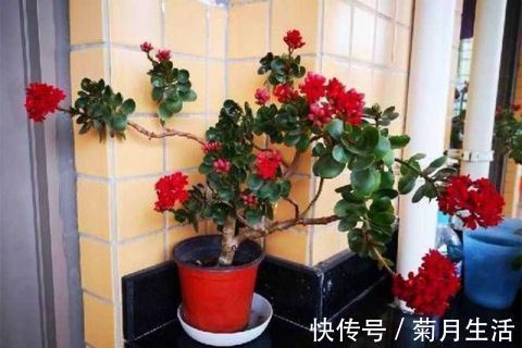 小花|花市碰上这几种“花老桩”，便宜也不能入手，带回家养不活不开花