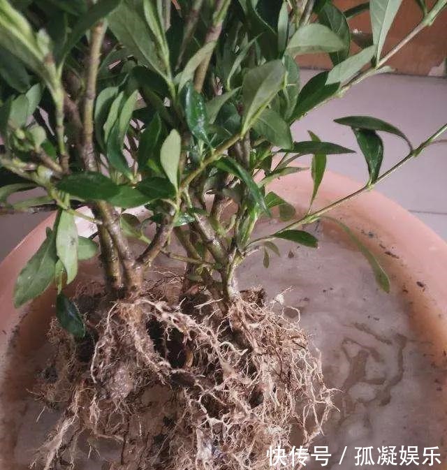 养茉莉栀子花，千万别用2种土，用了就黄叶，养一盆死一盆