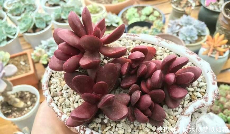 多肉植物干瘪没有生气 那是因为你没有这么做!