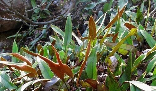 根茎|人称“金汤匙”,根茎横着走,民间用处大,遇到别拔掉