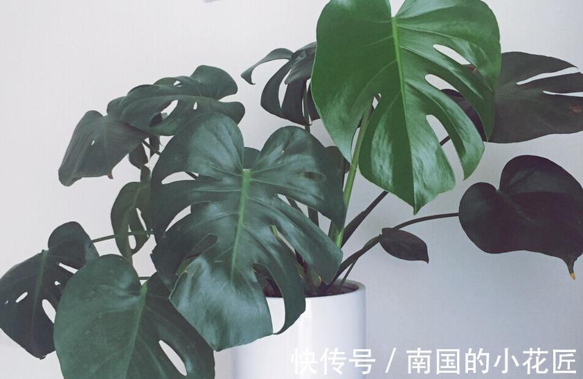 花友|家庭盆栽的龟背竹,看着精神萎靡、瘦瘦小小?有3处做错了