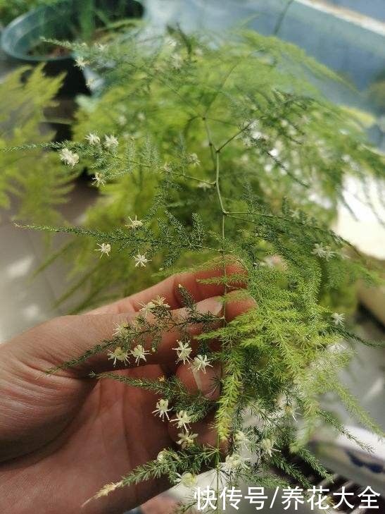 不能暴晒的花，现在赶紧挪个地儿，不然叶子全晒焦了