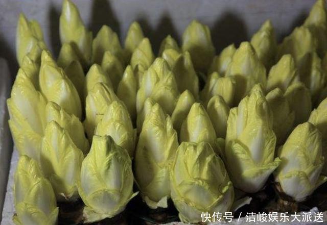 菊苣|此种“废根”可以当盆栽,埋花盆里7天,长成“黄金菜”,1斤30元