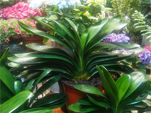 君子兰不长新叶，养护方法问题，及时补救，让君子兰恢复生机