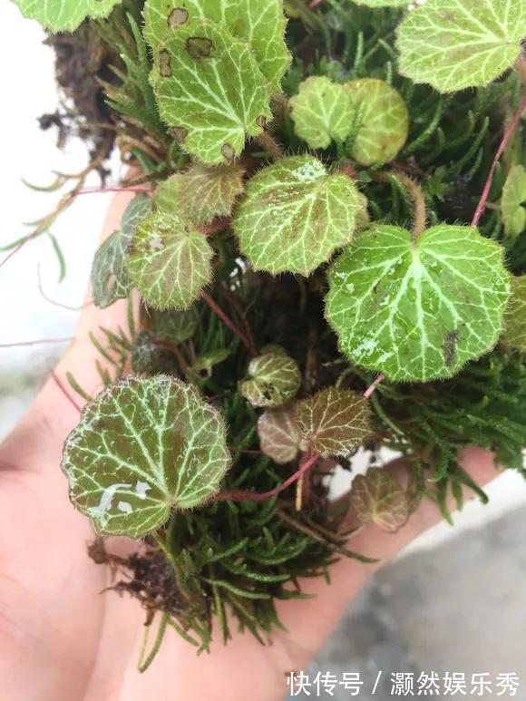 观音莲|天生“体阴”的6种花，晒太阳易黄叶，阴一点反而长得绿油油