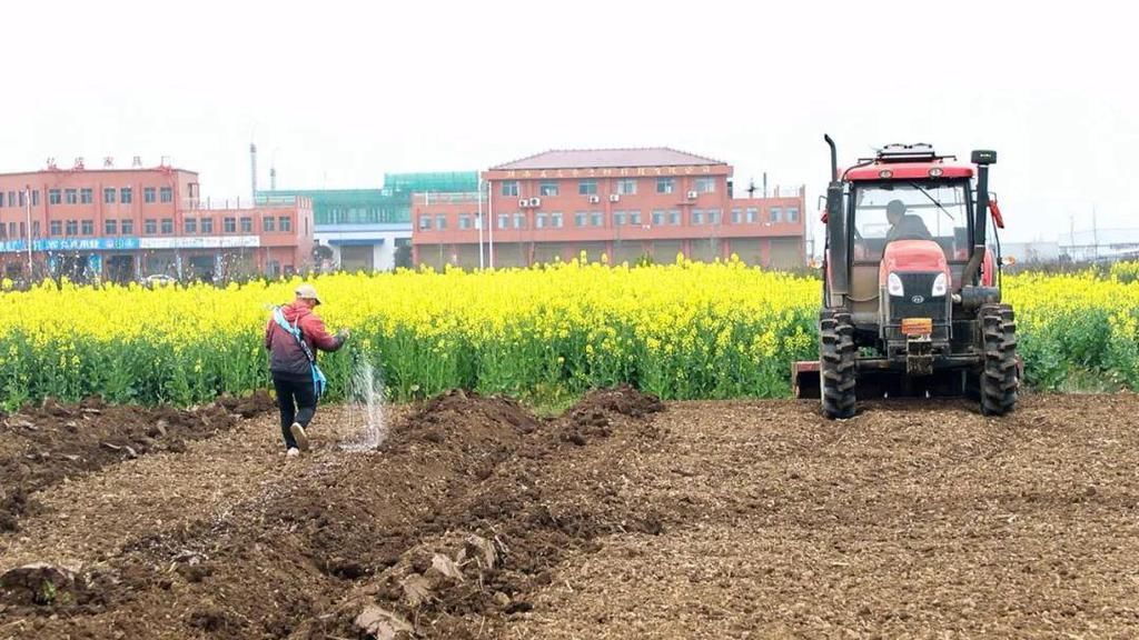 西湖管理区：枝头花开 大地春来