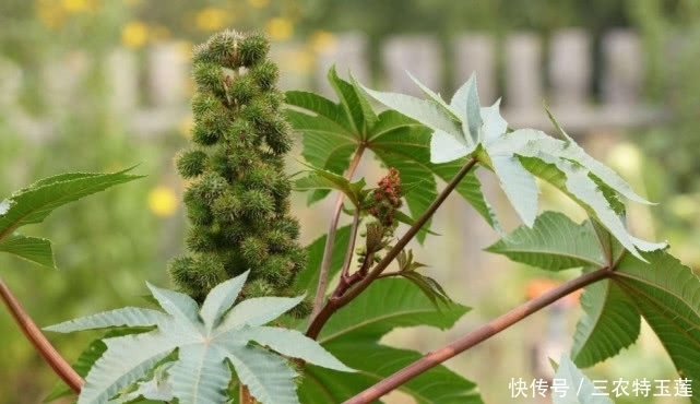 中年|农村这种有毒的植物，种子榨油却能卖上百元一斤，对烫伤很有帮助