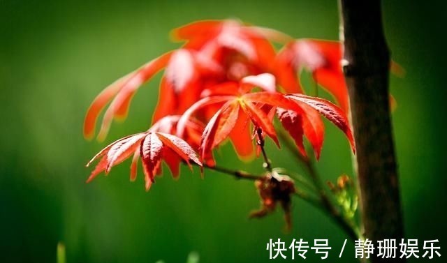 玉纤$枫叶题诗14首手拈红叶细思寻,何故蓝情断信音