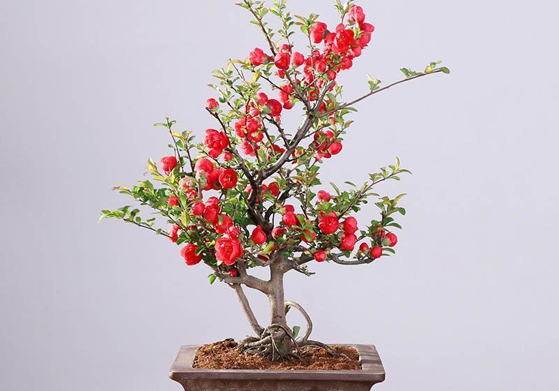 家里养一盆海棠,四季开花香飘满屋