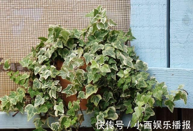 植物|卧室养7种“植物”，放一盆，空气好，睡眠好，好养漂亮长爆盆